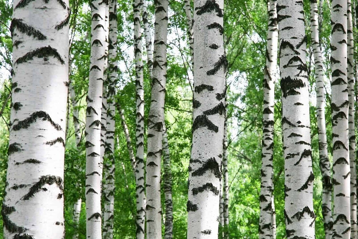 Береза